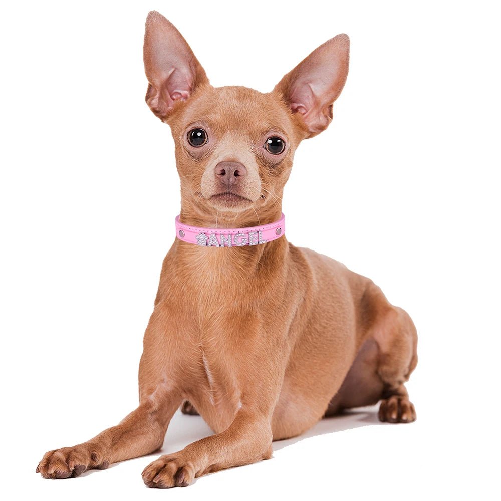 Collier de nylon personnalisée avec le nom de votre animal de compagnie - WOOF TOUT