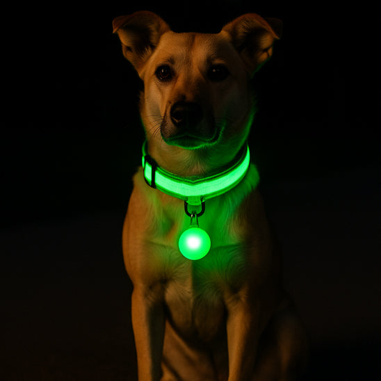 collier lumineux chien proteger