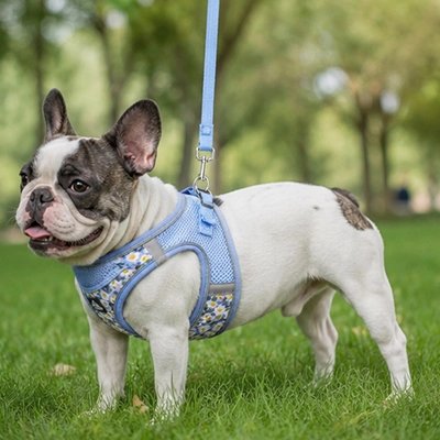Harnais pour Chien sangles modulables pour s'adapter parfaitement à toutes tailles de chien