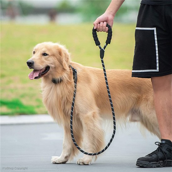 Laisse pour chien Longueur adaptée Offre un équilibre idéal entre contrôle et liberté de mouvement pour l'animal