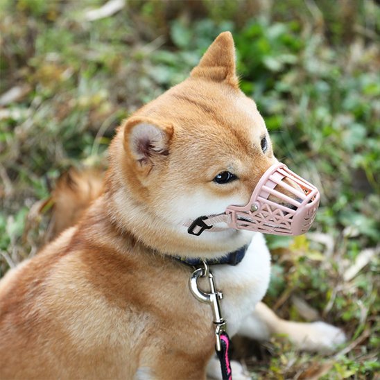 Muselière pour chien