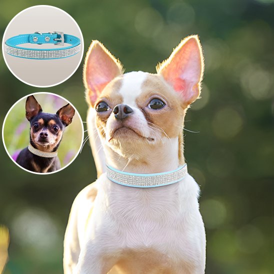 Collier chien | Strass Scintillant