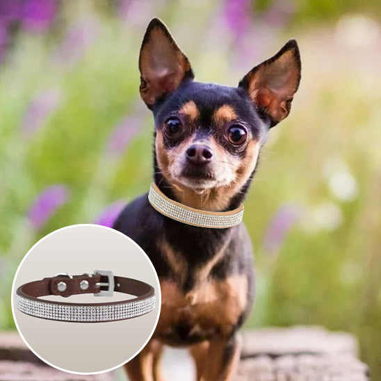 Collier pour chien Beau