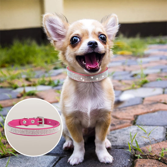Collier pour chien Bella