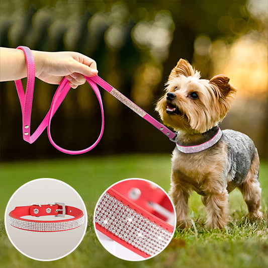 Collier pour chien Lumineux