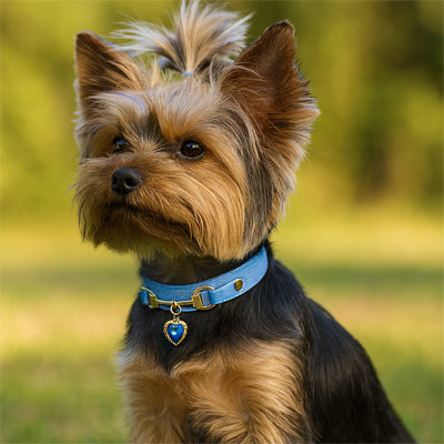 Collier pour chien Materiaux innovants peau sensible