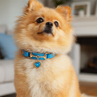 Collier pour chien Robuste Ajustable