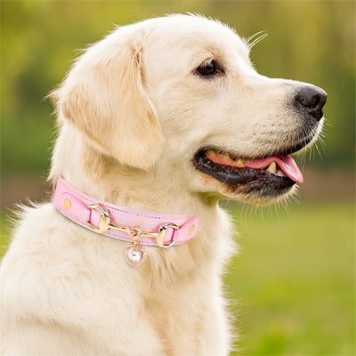 Collier pour chien confortable securite