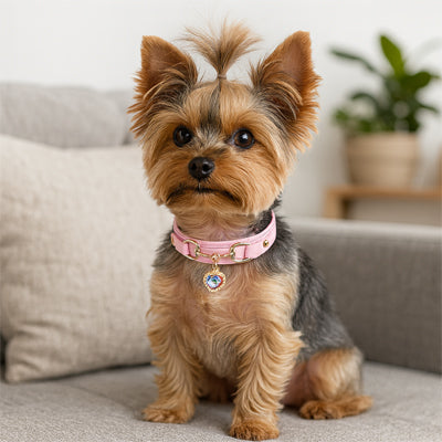 Collier pour chien promendes noctunes