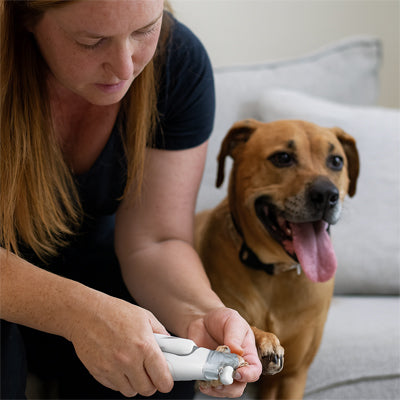 Coupe griffe chien Diminution risque de griffres cassees