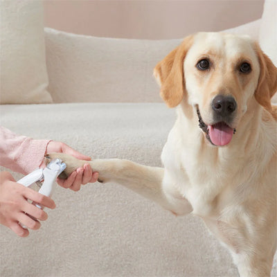 Coupe griffe chien sans stress