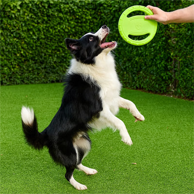 Frisbee pour chien Activite physique