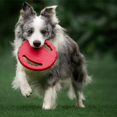 Frisbee pour chien Indispensable