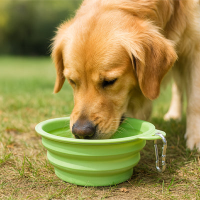 Gamelle pour chien Gourmante
