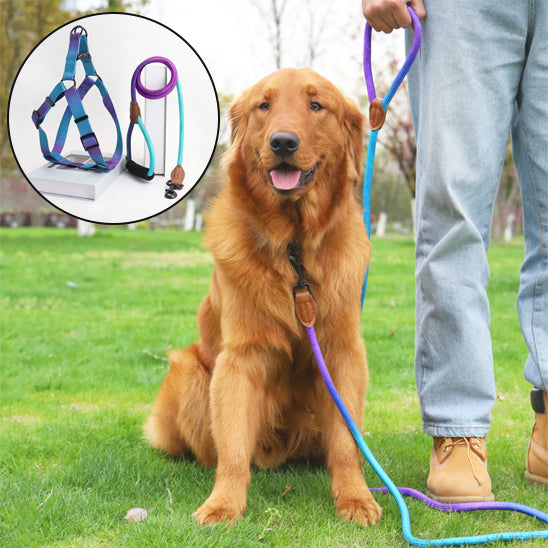 Harnais pour chien confortable Lyss