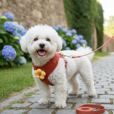 Harnais pour petit Chien confortable