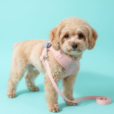 Harnais pour petit Chien fermeture securitees