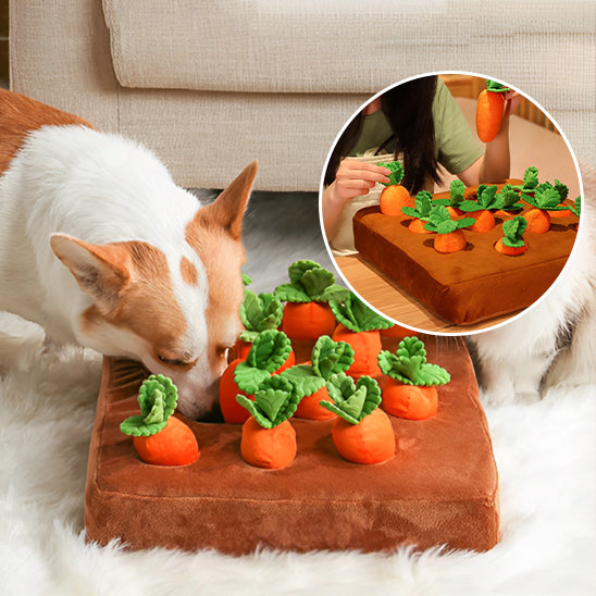 Jouet pour chien Stimulatiom cognitive bien-etre emotionnel