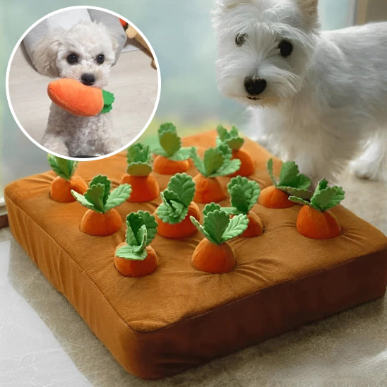 Jouet pour chien flottants
