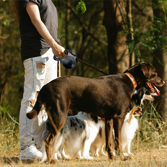 Laisse pour chien dressage