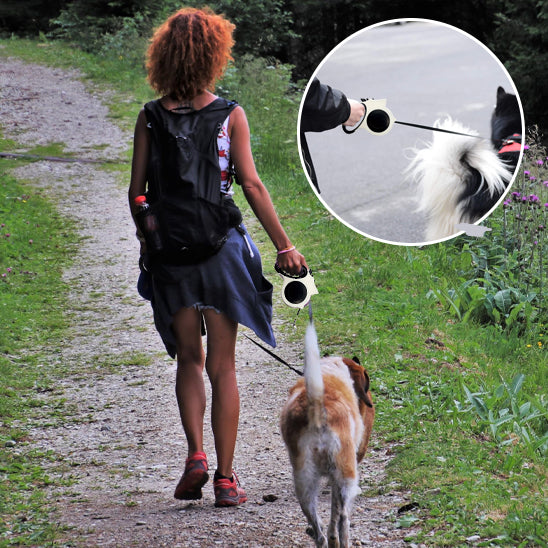Laiss pour chien indispensable pour promenade