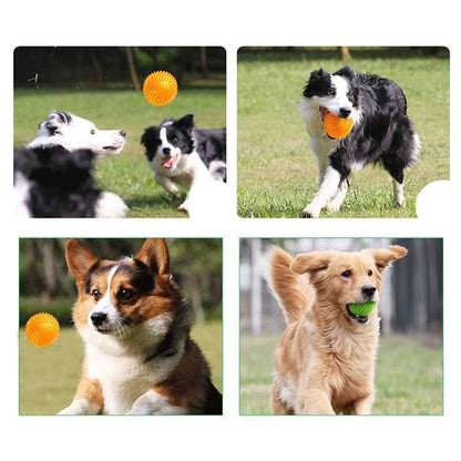 Balle pour mâcher et jeux entrainement pour animal de compagnie. - WOOF TOUT
