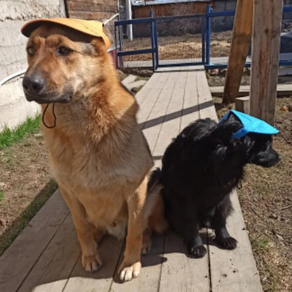 Casquette avec des oreilles qui respire ,réglable ,pour animal de compagnie. - WOOF TOUT
