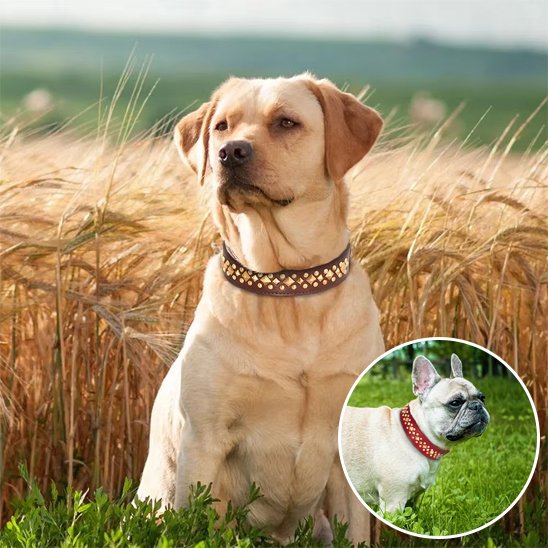 Collier chien Clous dorés disposés double rangée style élégant 