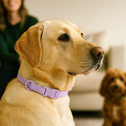 Collier chien Construction en matériau synthétique ultraléger qui ne pèse pas sur le cou de l'animal