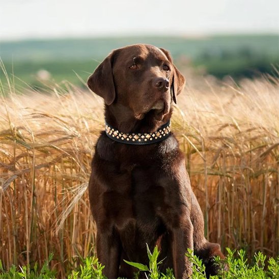 Collier chien Convient à différentes races et tailles grâce aux multiples positions d'ajustement