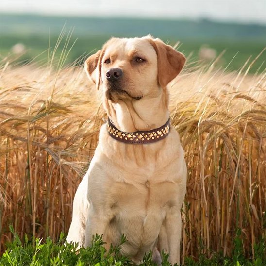 Collier chien Cuir véritable résistant et durable 