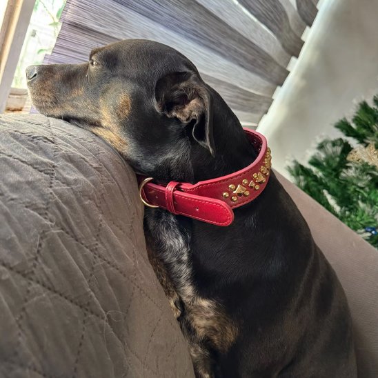 Collier chien Design sophistiqué robustesse et élégance pour valoriser l'animal