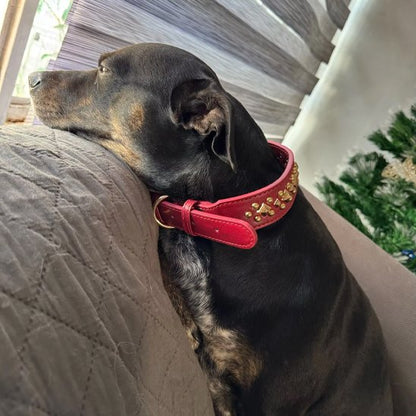 Collier chien Design sophistiqué robustesse et élégance pour valoriser l'animal