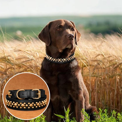 Collier chien Largeur généreuse assurant répartition optimale de la pression sur le cou