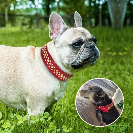 Collier chien Marron naturel, rouge vif et noir 