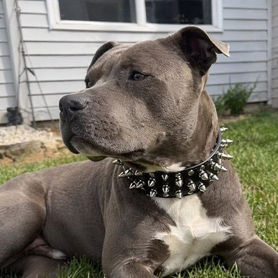 Collier Chien Orné de clous métalliques argentés design robuste 