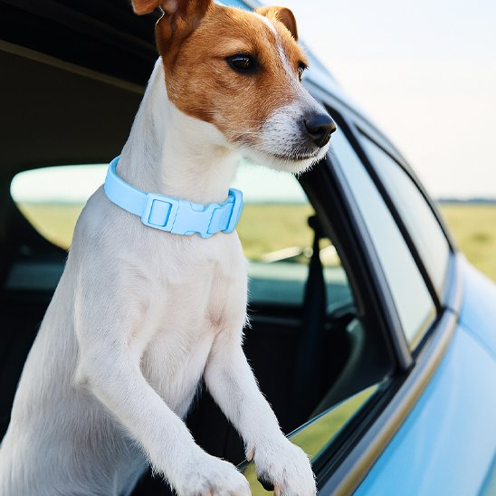 Collier chien Plusieurs positions de réglage pour s'adapter à différentes tailles et morphologies