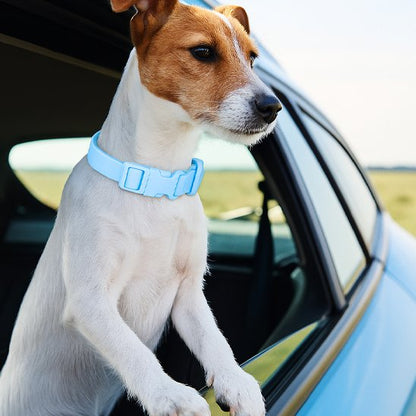 Collier chien Plusieurs positions de réglage pour s'adapter à différentes tailles et morphologies