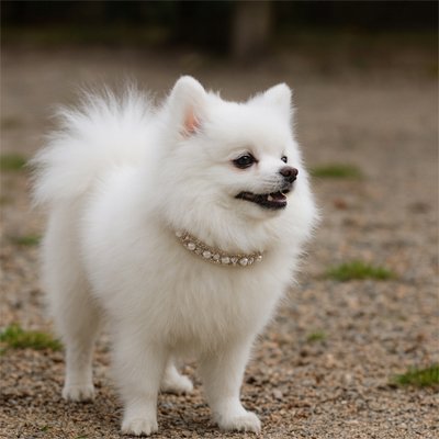 Collier Chien Résistance calibrée pour les races de petite taille sans risque d'accrochage