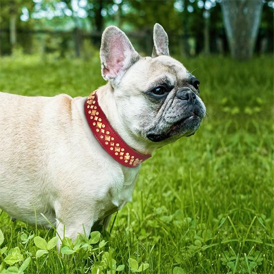 Collier chien Surface lisse facile à nettoyer pour maintenir l'aspect neuf du produit
