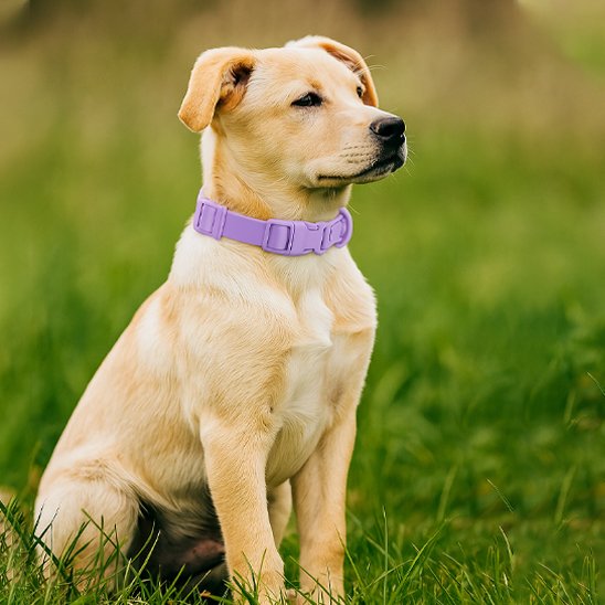 Collier chien Texture douce et flexible qui assure un confort optimal au quotidien sans irriter la peau ou le pelage