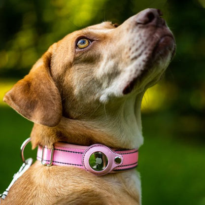 Collier GPS chien Attache sécurisée: fermoir robuste pour éviter toute perte accidentelle lors des promenades