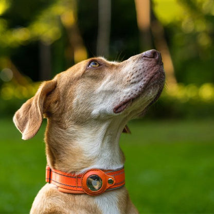 Collier GPS chien Protection optimale du dispositif: le tracker reste bien maintenu fonctionnel