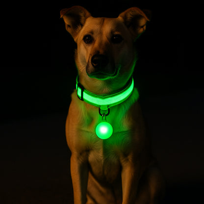 collier lumineux chien proteger