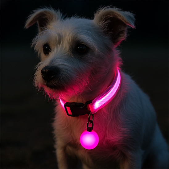 collier lumineux chien