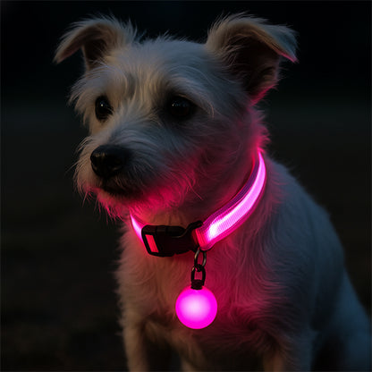 collier lumineux chien