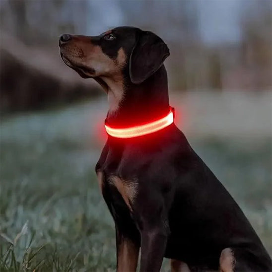 collier lumineux pour chien visionight