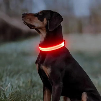 collier lumineux pour chien visionight