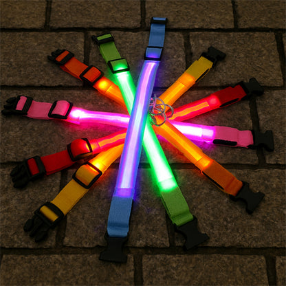 collier lumineux promenade chien