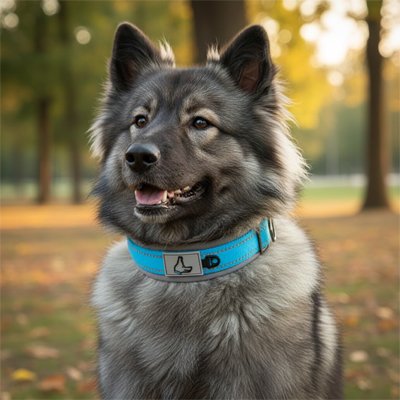 Collier pour Chien proposé en rose, vert, bleu et autres couleurs pour personnaliser selon vos préférences